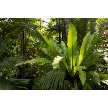 Organic Banana Plants